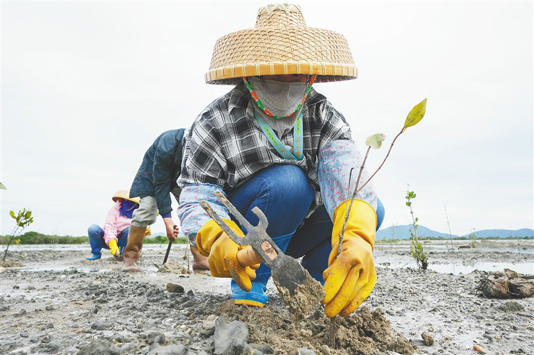 累计种植逾6000亩红树林 陵水大力推进湿地生态修复