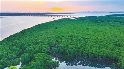近年来海南加大湿地保护力度，全省湿地总面积达到181.77万亩——“湿”意润琼州