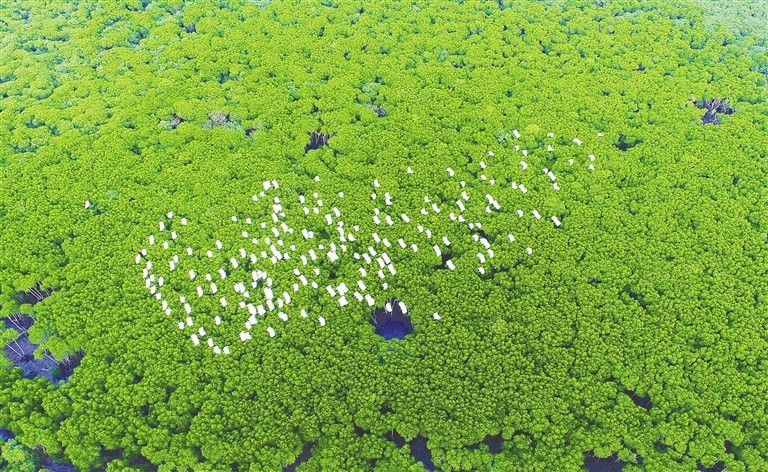 海口东寨港面积扩大、物种增加 远来“稀客”变常客