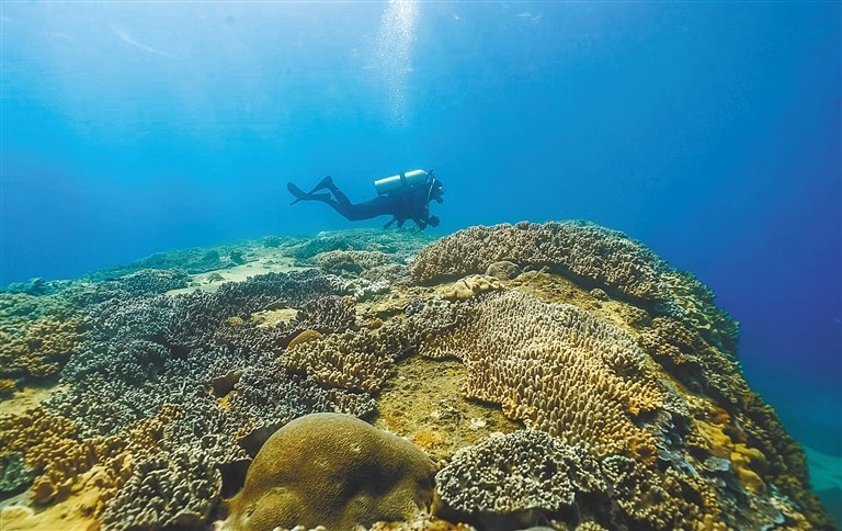 海南提高珊瑚繁育成活率 建立中国首个珊瑚种子库